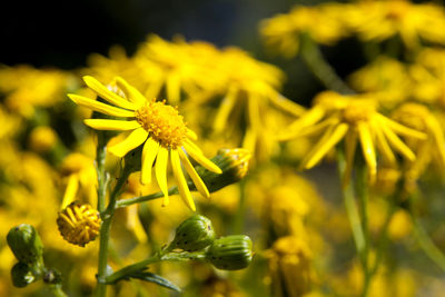 Close-up of yellow flowers blooming in field