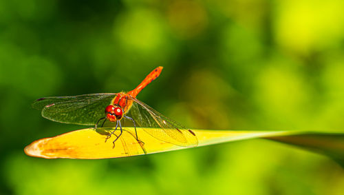 Close-up of damselfly on plant