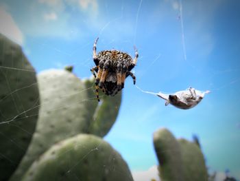 Close-up of spider on web