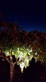 Low angle view of flowering plants against blue sky at night