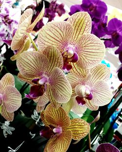 Close-up of flowers blooming outdoors