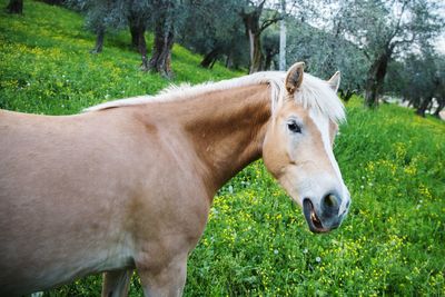 Horse in a field