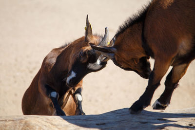 Goats fighting on fallen tree during sunny day