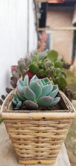 Close-up of potted plants in basket