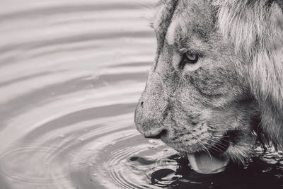 Close-up of lion drinking water