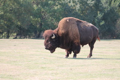 Bison standing in a field