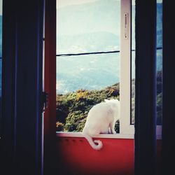 White cat looking through window