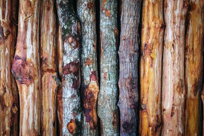 Full frame shot of tree trunk