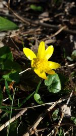 Close-up of yellow flower