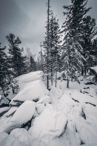 Snow covered pine trees on field against sky