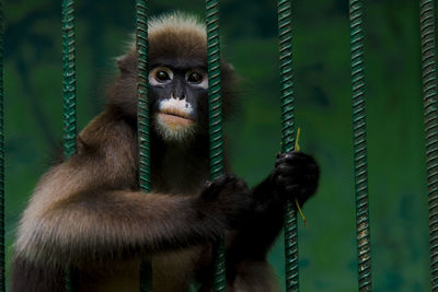 Portrait of monkey in cage at zoo