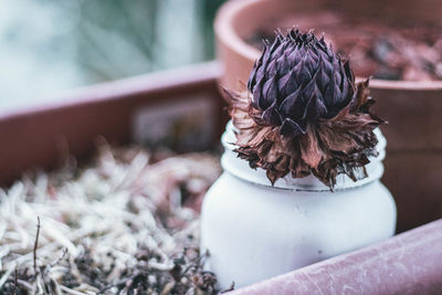 Close-up of purple flower plant