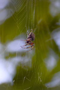 Close-up of spider on web