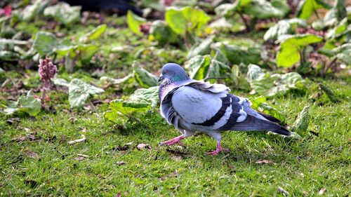 Close-up of bird perching on grass