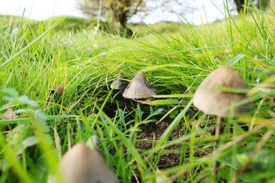 Close-up of grassy field