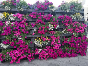 Close-up of pink flowering plants