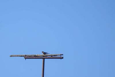 Low angle view of bird perching on pole against clear sky