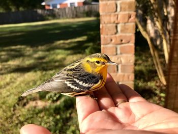 Close-up of hand holding bird