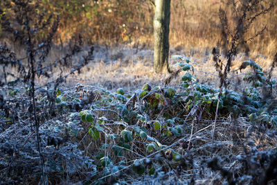 Plants and trees on field in forest