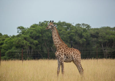 Side view of giraffe standing on field