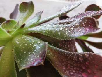 Close-up of water drops on succulent plant leaves
