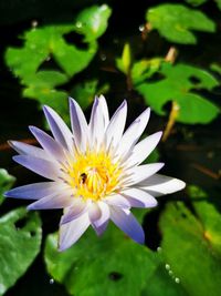 Close-up of lotus water lily