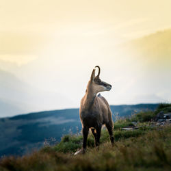 Deer standing on field against sky