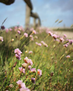Close-up of pink flowering plants on field