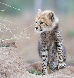 Full length of a cat looking away