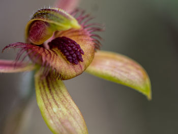 Close-up of yellow flower