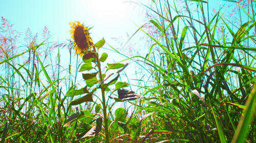 Low angle view of flowering plant