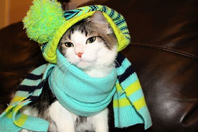 Close-up of cat wearing warm clothing on couch