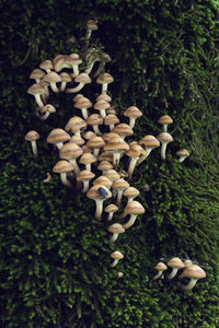 High angle view of mushrooms growing on tree in forest