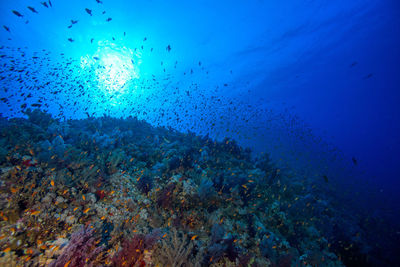 Fish swimming in sea