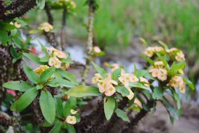 Close-up of small plant