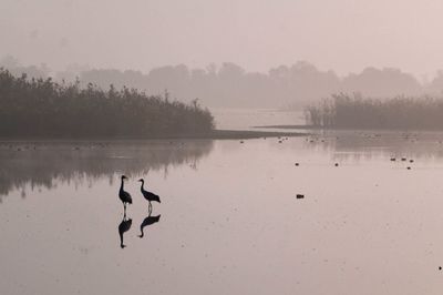 View of birds in lake against sky