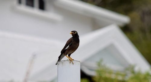 Close-up of bird perching on a wall