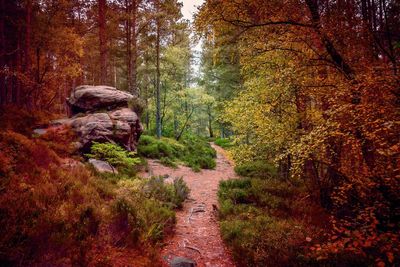 Footpath amidst trees in forest during autumn