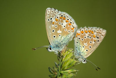 Butterflies pollinating on plant