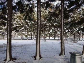 Trees on snow covered field