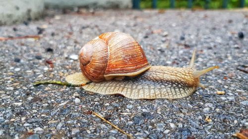 Close-up of snail