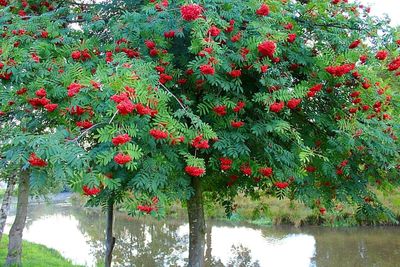 Red flowering tree against sky