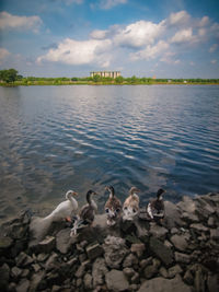 Ducks swimming in lake against sky