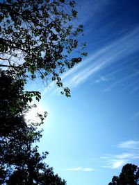 Low angle view of tree against blue sky