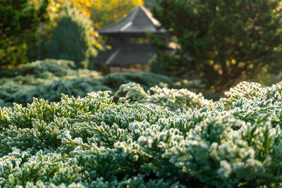 Close-up of flowering plants and trees on field