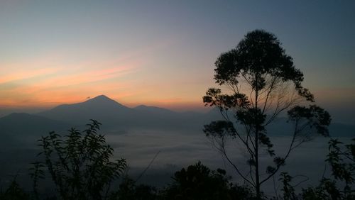 Silhouette tree against sky during sunset