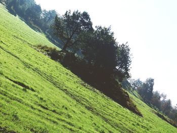 Scenic view of agricultural field against clear sky