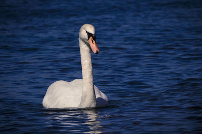 Swan swimming in lake