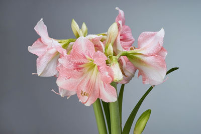 Close-up of pink day lily