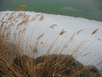 High angle view of grass by lake